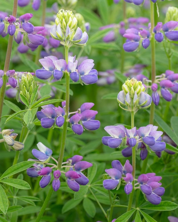 Picture of LUPINE BLOSSOMS II