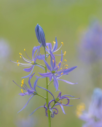 Picture of CAMAS BLOSSOMS