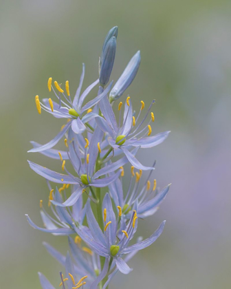 Picture of CAMAS BLOSSOMS II