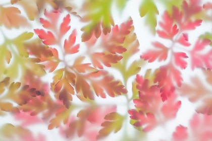 Picture of HERB ROBERT II