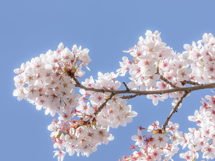 Picture of SPRING CHERRY BLOSSOMS I