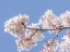 Picture of SPRING CHERRY BLOSSOMS I