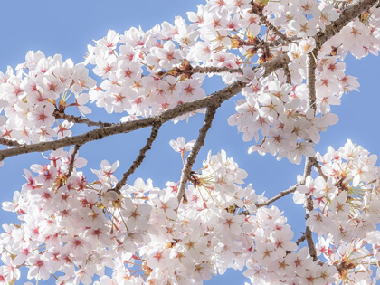 Picture of SPRING CHERRY BLOSSOMS II