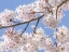 Picture of SPRING CHERRY BLOSSOMS II