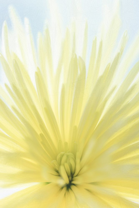 Picture of YELLOW CHRYSANTHEMUM II