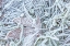 Picture of MAPLE LEAF AND FROST I