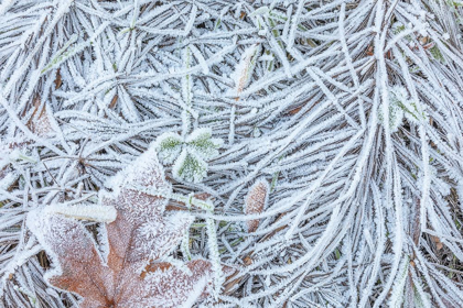 Picture of MAPLE LEAF AND FROST II