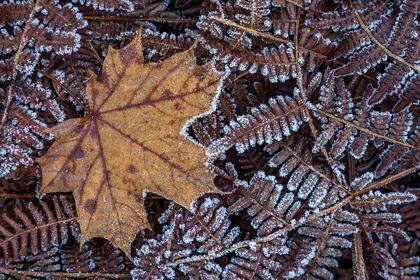 Picture of MAPLE LEAF AND BRACKEN FERNS I