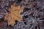 Picture of MAPLE LEAF AND BRACKEN FERNS I