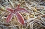 Picture of MAPLE LEAF AND BRACKEN FERNS II