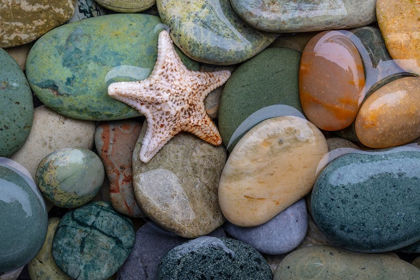 Picture of SEASTAR AND BEACH ROCK