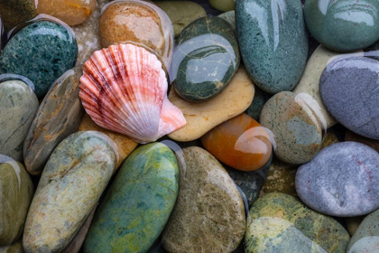 Picture of SCALLOP SHELL AND BEACH ROCK