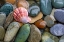 Picture of SCALLOP SHELL AND BEACH ROCK