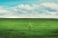 Picture of SIGNS OF LIFE