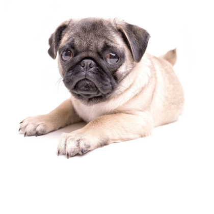 Picture of CUTE PUG PUPPY