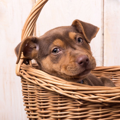 Picture of PUPPY IN A BASKET