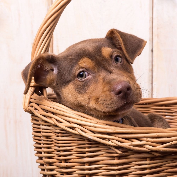 Picture of PUPPY IN A BASKET