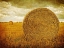 Picture of PRINCE EDWARD ISLAND