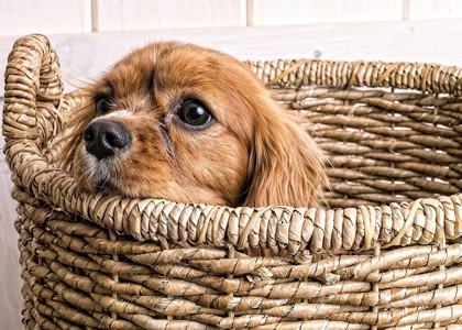 Picture of PUPPY IN A LAUNDRY BASKET
