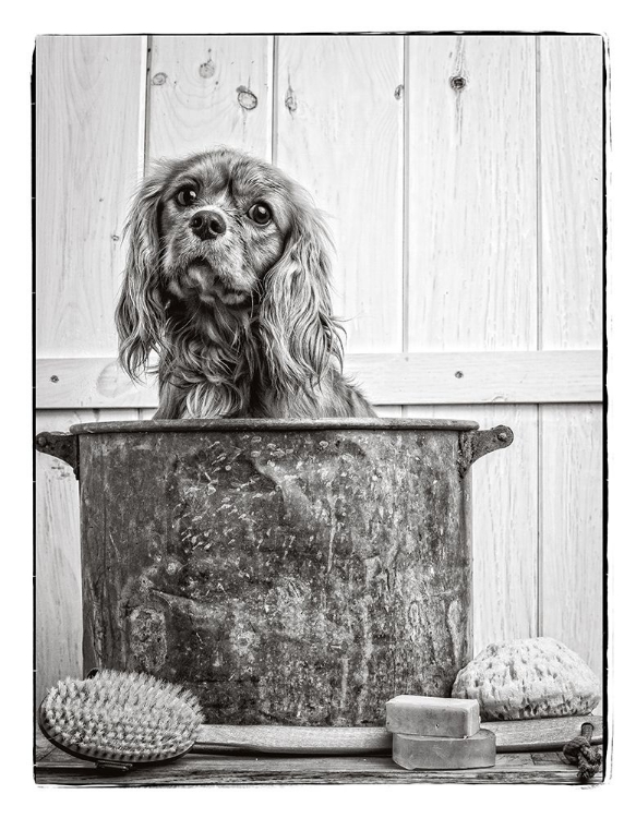 Picture of VINTAGE PUPPY BATH