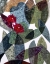 Picture of LYCHNIS