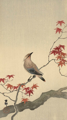Picture of JAPANESE WAXWING ON MAPLE, 1900-1936