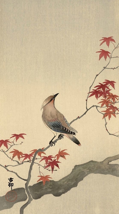Picture of JAPANESE WAXWING ON MAPLE, 1900-1936