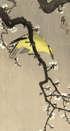 Picture of CHINESE WIELEWAAL ON PLUM BLOSSOM BRANCH, 1900-1910