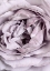 Picture of ROSE HEART