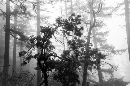 Picture of FOGGY TREES