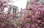 Picture of NOTRE DAME 1