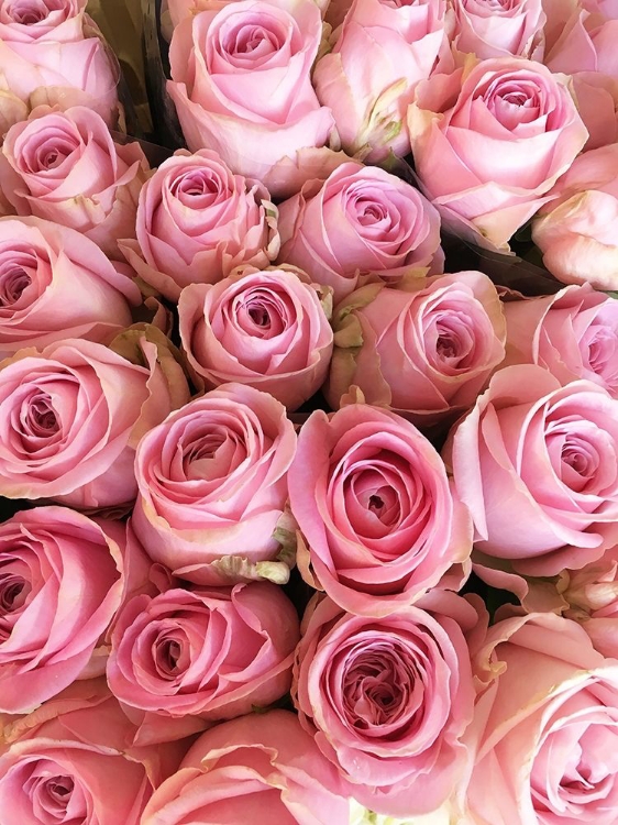 Picture of PARIS PETALS 3