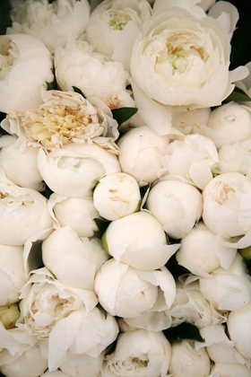 Picture of PEONY 1