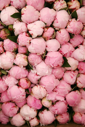 Picture of PEONY 2