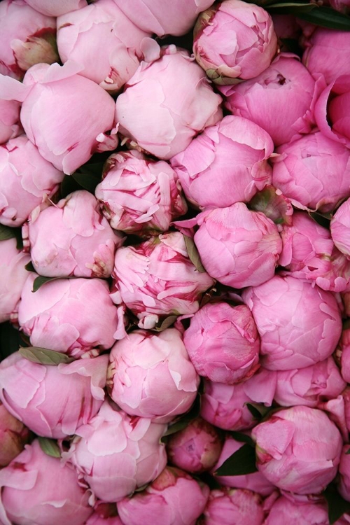 Picture of PEONY 3