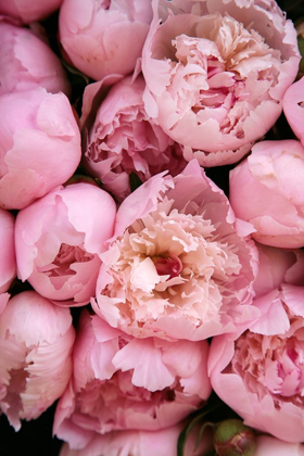 Picture of PEONY 4