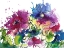 Picture of ANEMONES