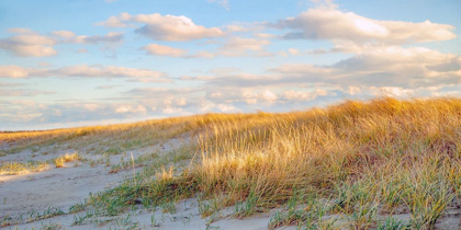 Picture of GRASSY DUNES PANORAMA