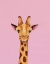 Picture of BABY GIRAFFE
