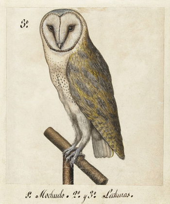 Picture of BARN OWL, 1560-1585