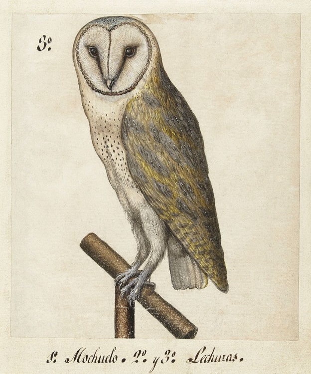 Picture of BARN OWL, 1560-1585