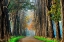 Picture of ACACIAS IN AUTUMN