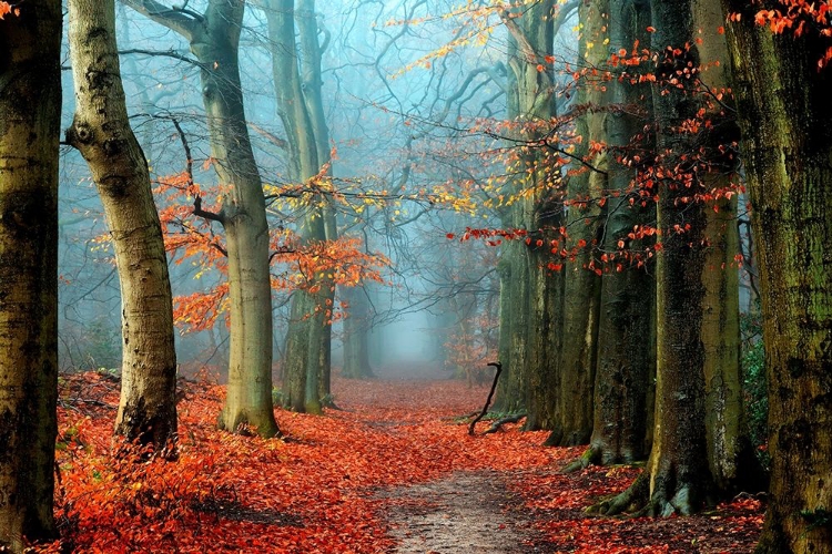 Picture of BUSSUM IN FALL