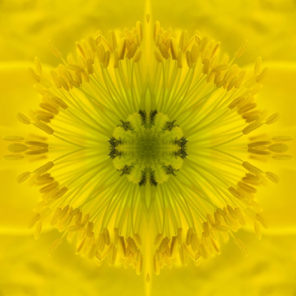 Picture of FLOWER MEDALLION II