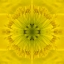 Picture of FLOWER MEDALLION II