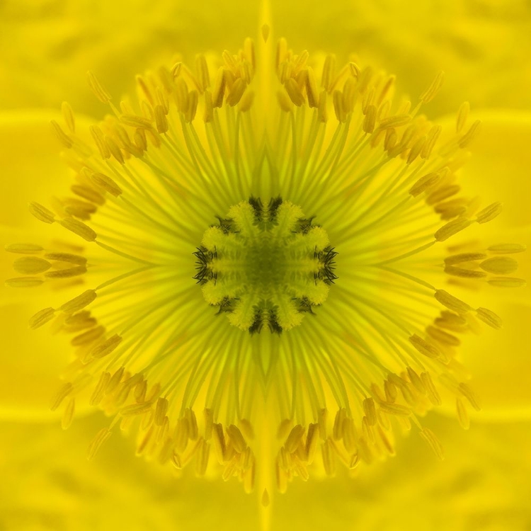 Picture of FLOWER MEDALLION II