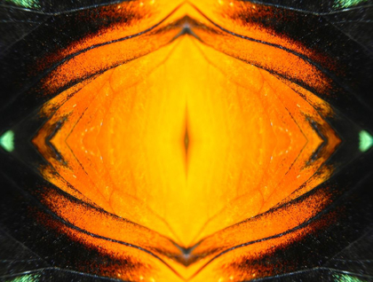 Picture of BUTTERFLY EYE I