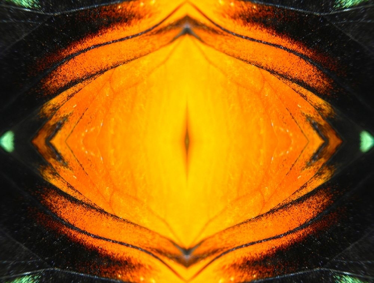 Picture of BUTTERFLY EYE I