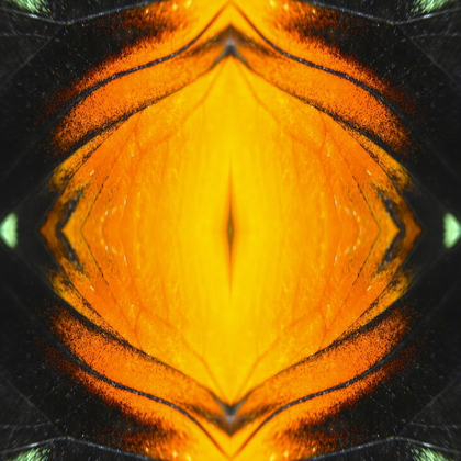 Picture of BUTTERFLY EYE IB