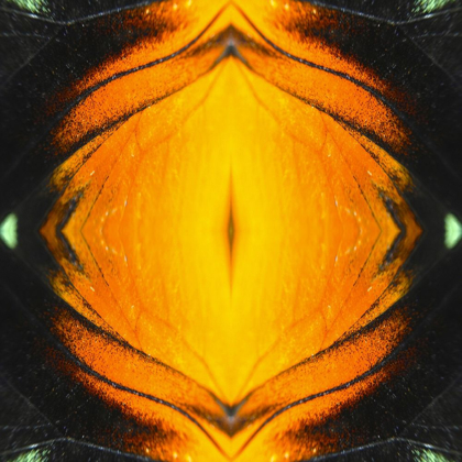 Picture of BUTTERFLY EYE IB